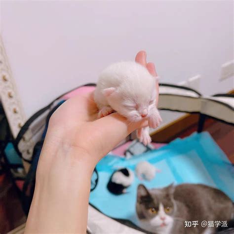 猫在家生孩子|自己在家怎么给猫接生？猫咪生产步骤与新生猫潜在隐患讲解